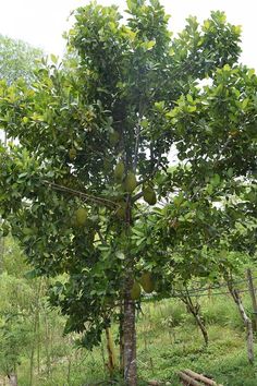 an orange tree with fruit growing on it's branches in the middle of a field