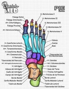 the anatomy of the hand and wrist