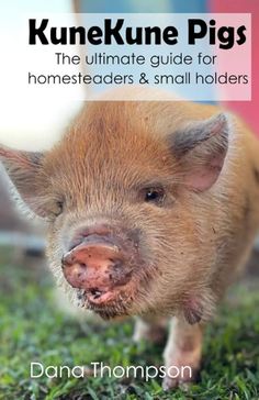 a small pig walking across a lush green field