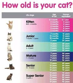 a poster with cats in different colors and numbers on it's side, which says how old is your cat?