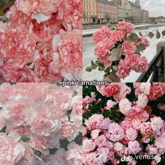 pink carnations and other flowers in different stages of blooming