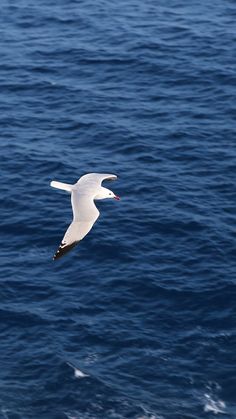 a white bird flying over the ocean