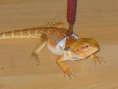 a lizard is sitting on top of a piece of wood with a red object in its mouth