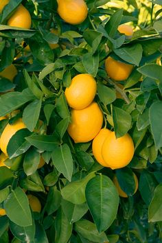 several oranges growing on the branches of a tree