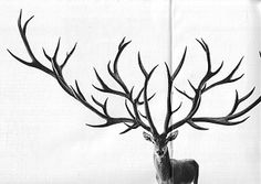 a black and white photo of a deer with antlers