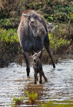 an adult and baby cow walking through the water