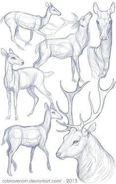 several deers are shown in this drawing