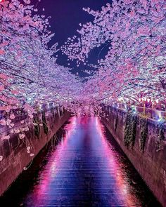 cherry blossoms are blooming on the trees and in the water, along with lights