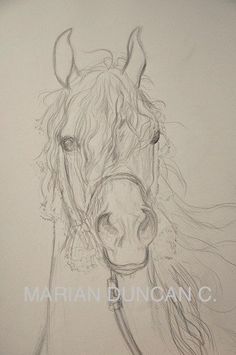 a pencil drawing of a horse's head