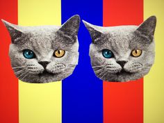 two pictures of cats with blue eyes are shown in front of a multi - colored background