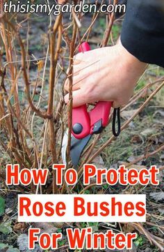 how to protect rose bushes for winter with these easy tips and instructions from this tiny garden com