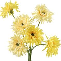 a bunch of yellow flowers on a white background