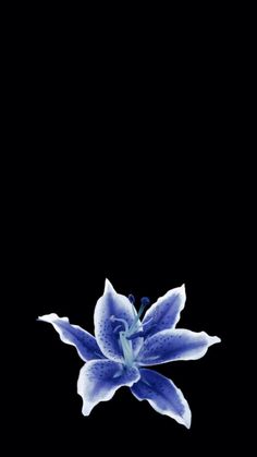 a blue flower on a black background