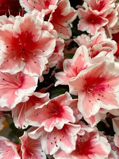 pink and white flowers are blooming in the garden