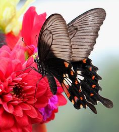 a butterfly sitting on top of a flower next to a red and yellow flower with other flowers in the background