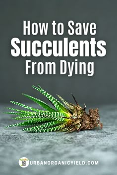 an insect with the words how to save succulents from dying on it