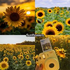 the sunflowers are blooming and there is a camera in front of them