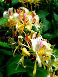 yellow and white flowers are blooming in the garden