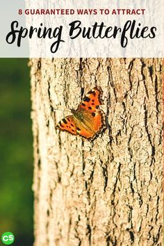 a butterfly sitting on the bark of a tree with text overlay that reads 8 guaranteed ways to attract spring butterflies