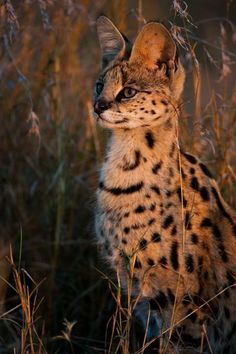 a close up of a cat in the grass