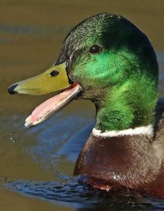 a close up of a duck in the water with its mouth open and tongue out