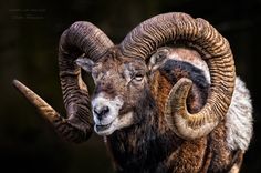 a ram with very large horns standing in the dark looking at the camera man's eye