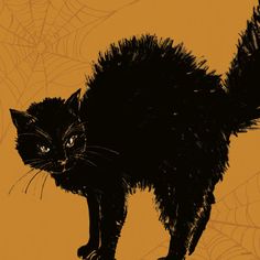 a black cat standing on top of a spider web