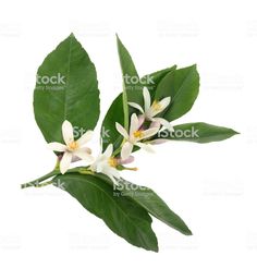 some white flowers and green leaves on a white background royalty - fotor de stock