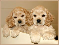 two puppies sitting next to each other on a table