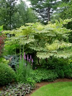 a lush green garden with lots of trees