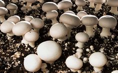 many white mushrooms growing out of the ground