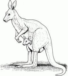 a drawing of a kangaroo and its baby