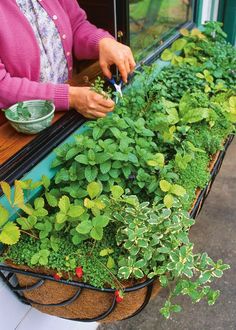 a woman is cutting plants in a window sill