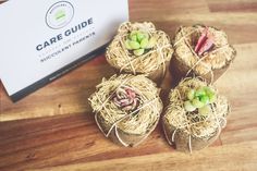 four small succulents in twine wrapped with rafters on top of a wooden table