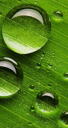 drops of water on a green leaf