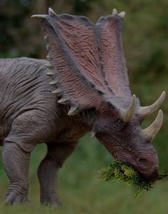 an animal that is eating some grass