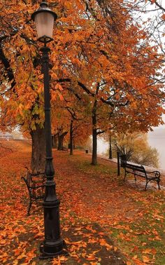 a lamp post in the middle of an autumn park