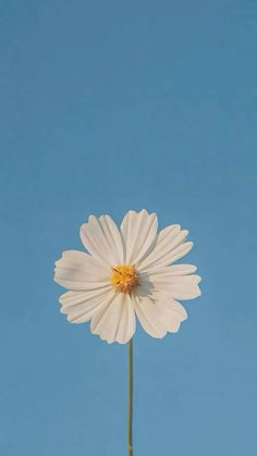 a single white flower with a blue sky in the background