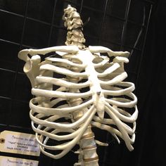 a skeleton is displayed in front of a black background