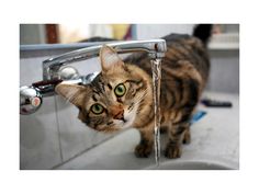 Hydration Station: How To Get Your Cat To Drink More Water - CatVetLife