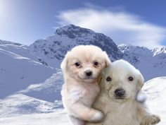 two puppies are sitting on their hind legs in front of snow covered mountaintops