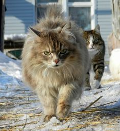 two cats walking in the snow next to each other