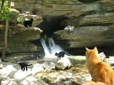 there are many cats that are standing on the rocks near the waterfall and looking at each other