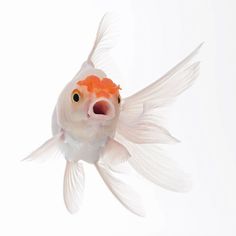 a white fish with an orange nose looking at the camera