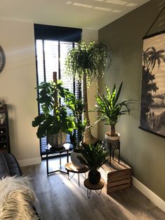 a living room filled with lots of potted plants