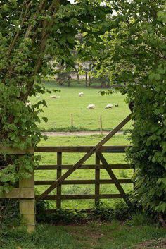 an open gate with sheep grazing in the field behind it, through which are trees and bushes