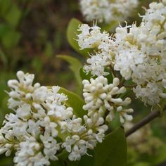 white flowers with green leaves in the background