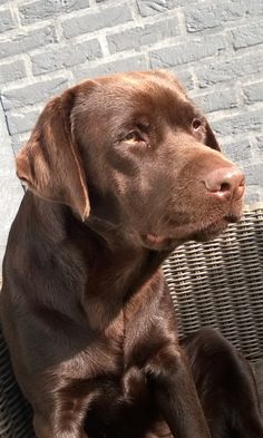 a brown dog sitting on top of a chair next to a brick wall and floor