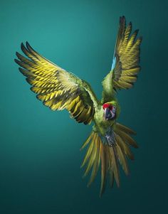 a green and yellow parrot flying through the air with it's wings spread wide open