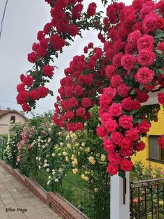 red roses are growing on the side of a building near a fence and flowers in bloom